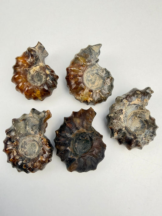 Polert Fossil Ammonitt (Douvilleiceras)