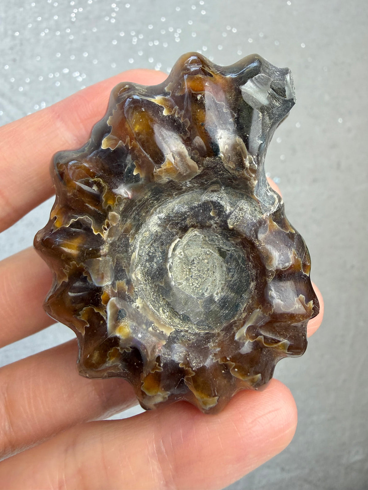 Polert Fossil Ammonitt (Douvilleiceras)