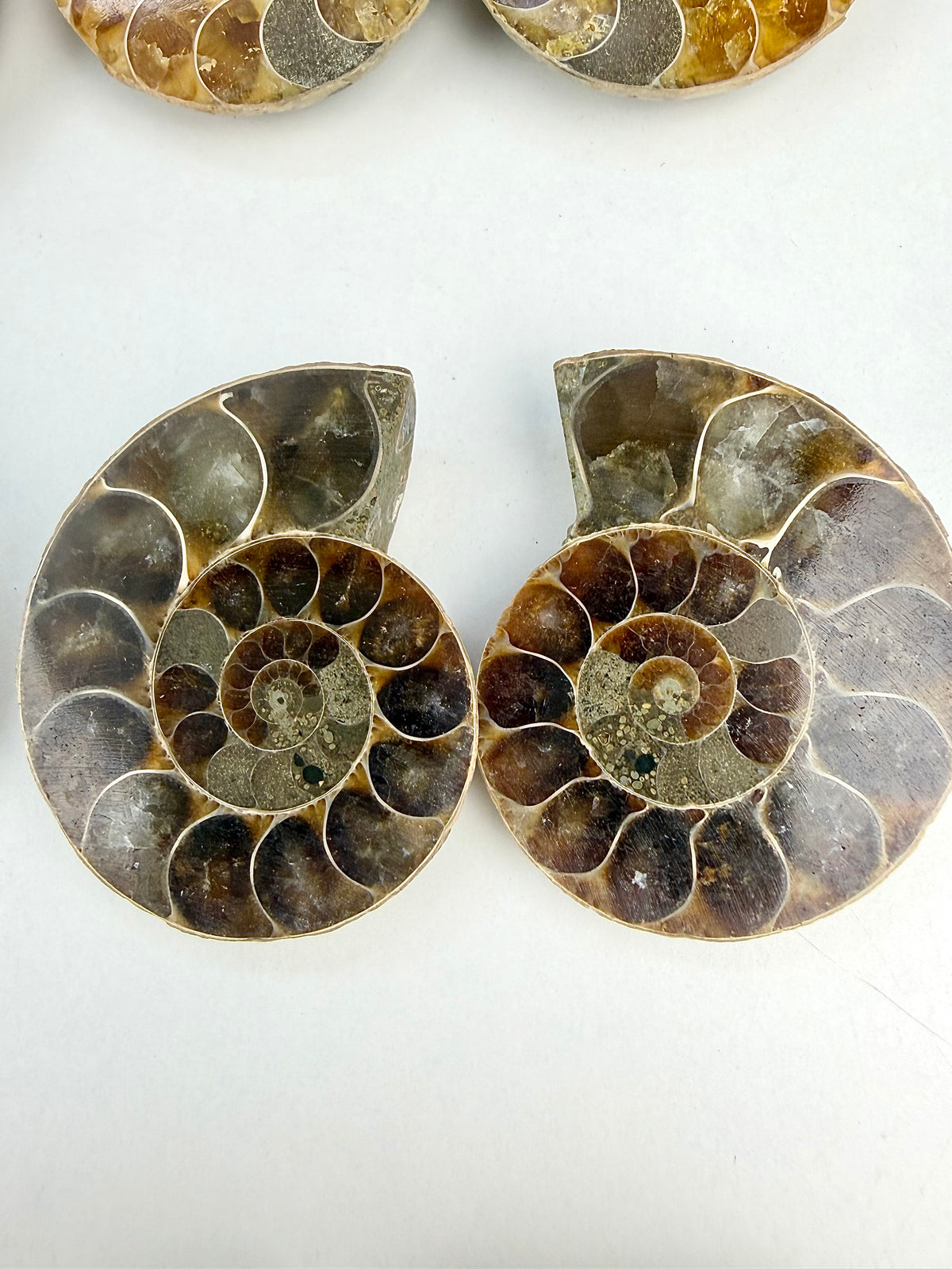 Fossil Ammonitt(1 par)