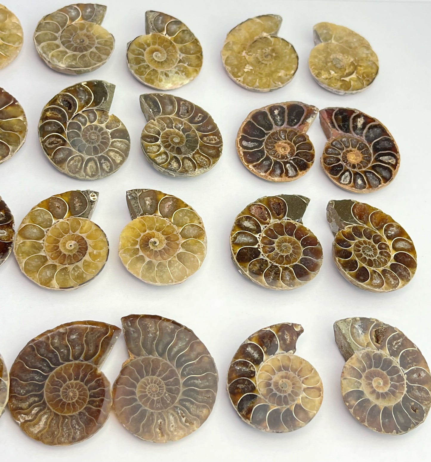 Fossil Ammonitt(1 par)