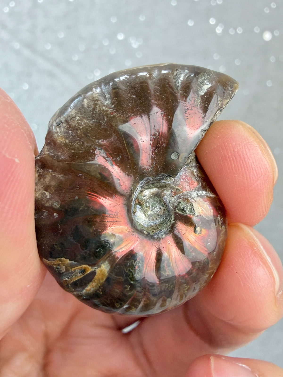 Fossil Ammonitt