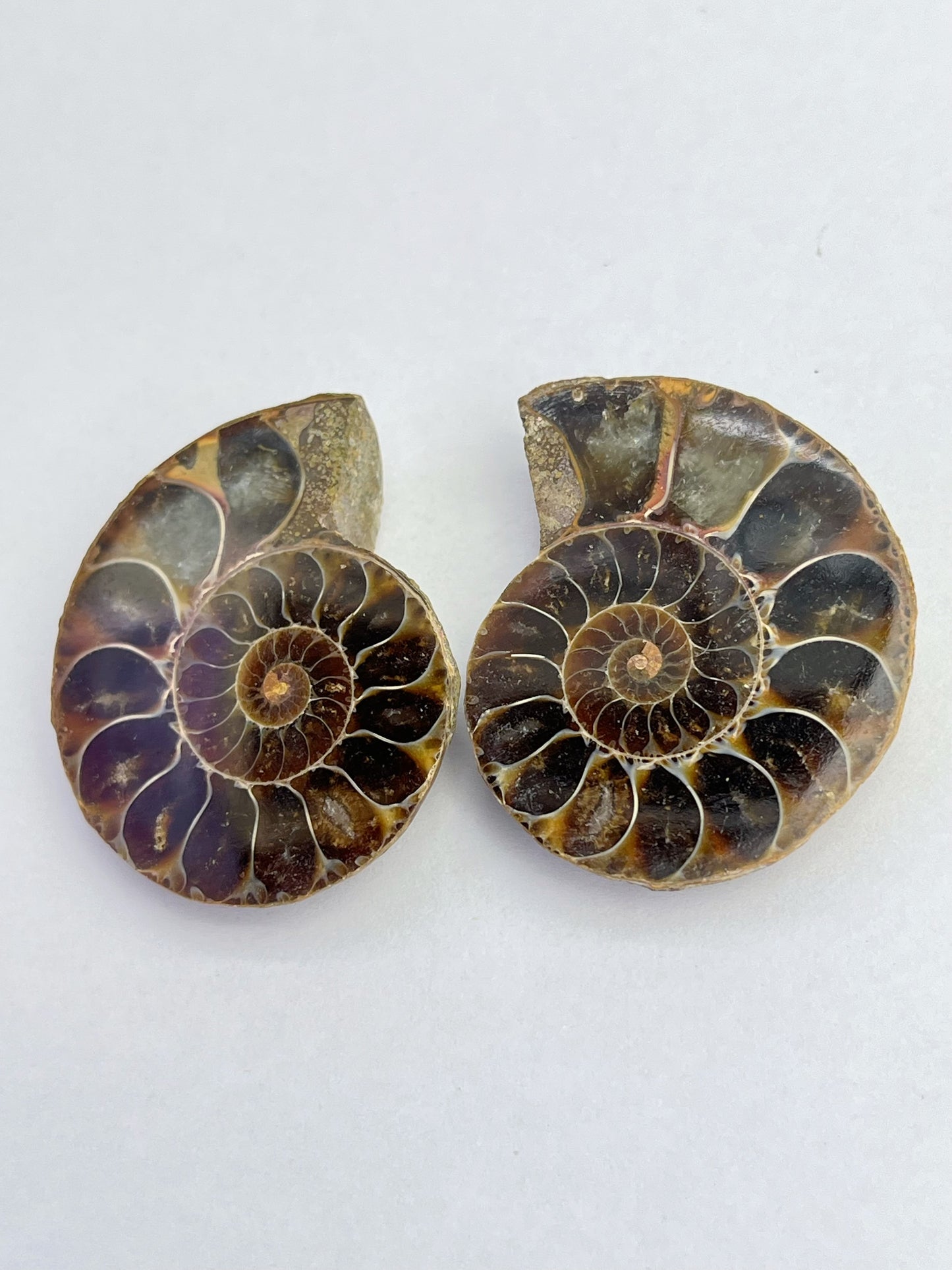 Fossil Ammonitt(1 par)