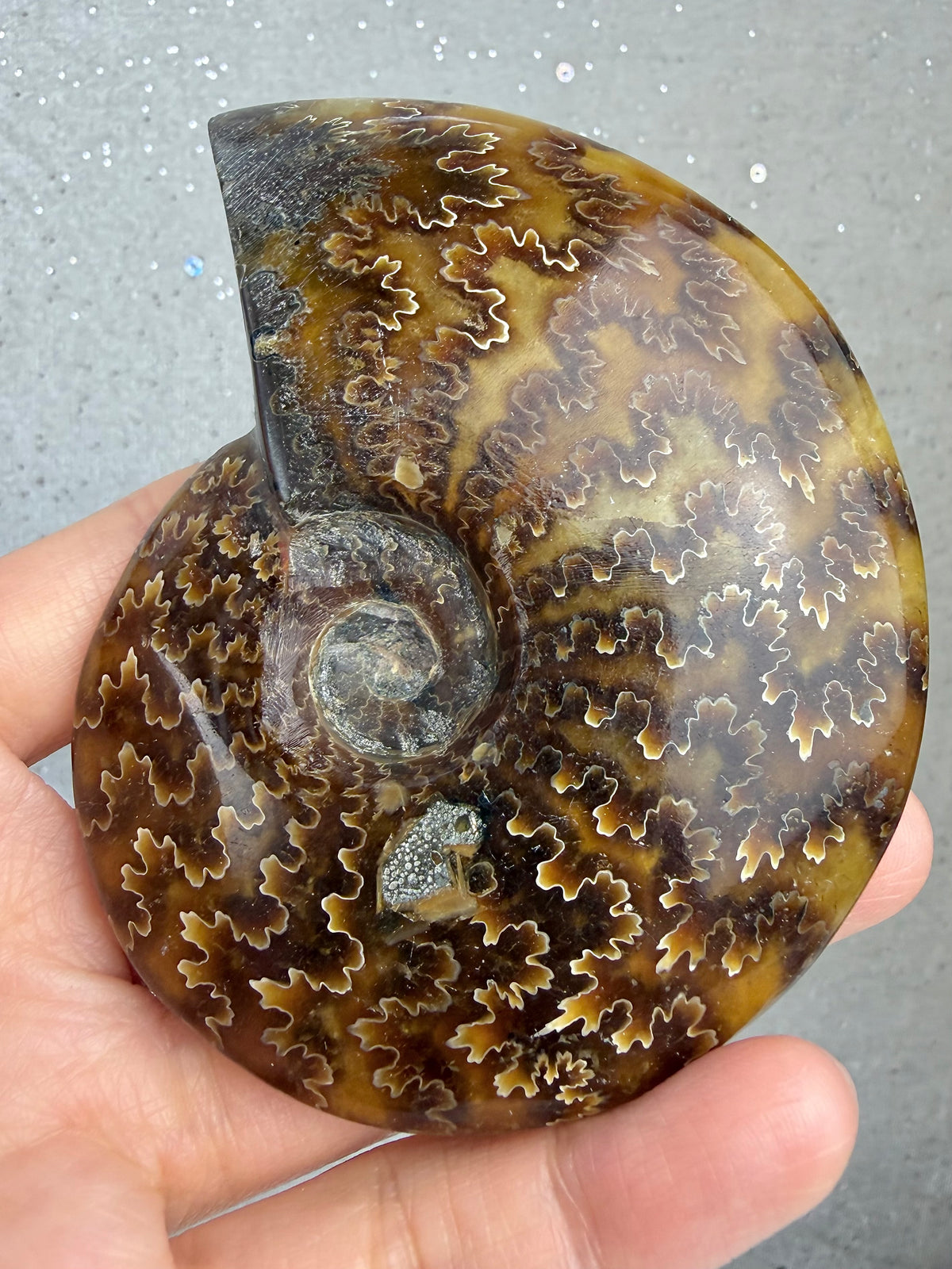 Fossil Ammonitt, God kvalitet