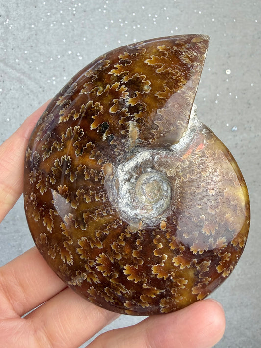 Fossil Ammonitt, God kvalitet