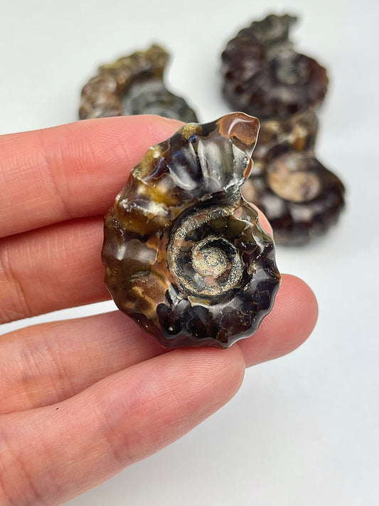 Polert Fossil Ammonitt (Douvilleiceras)