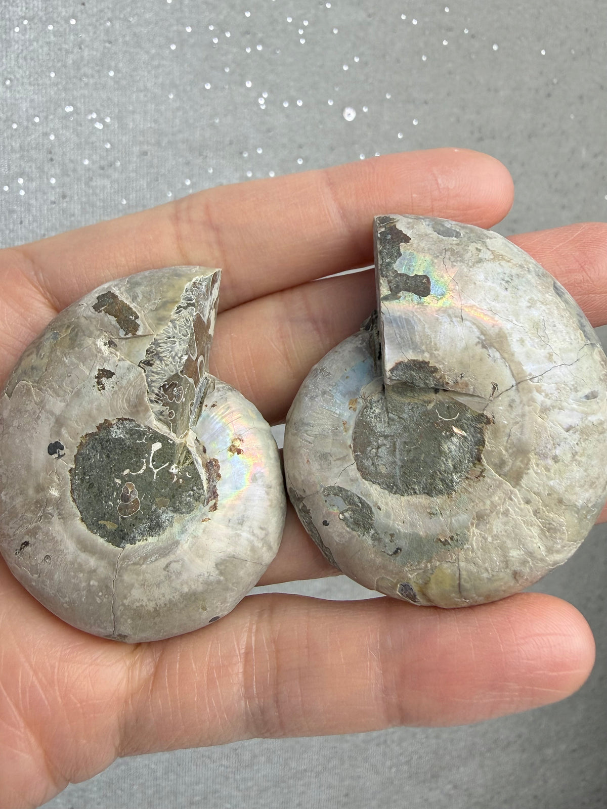 Fossil Ammonitt(1 par)