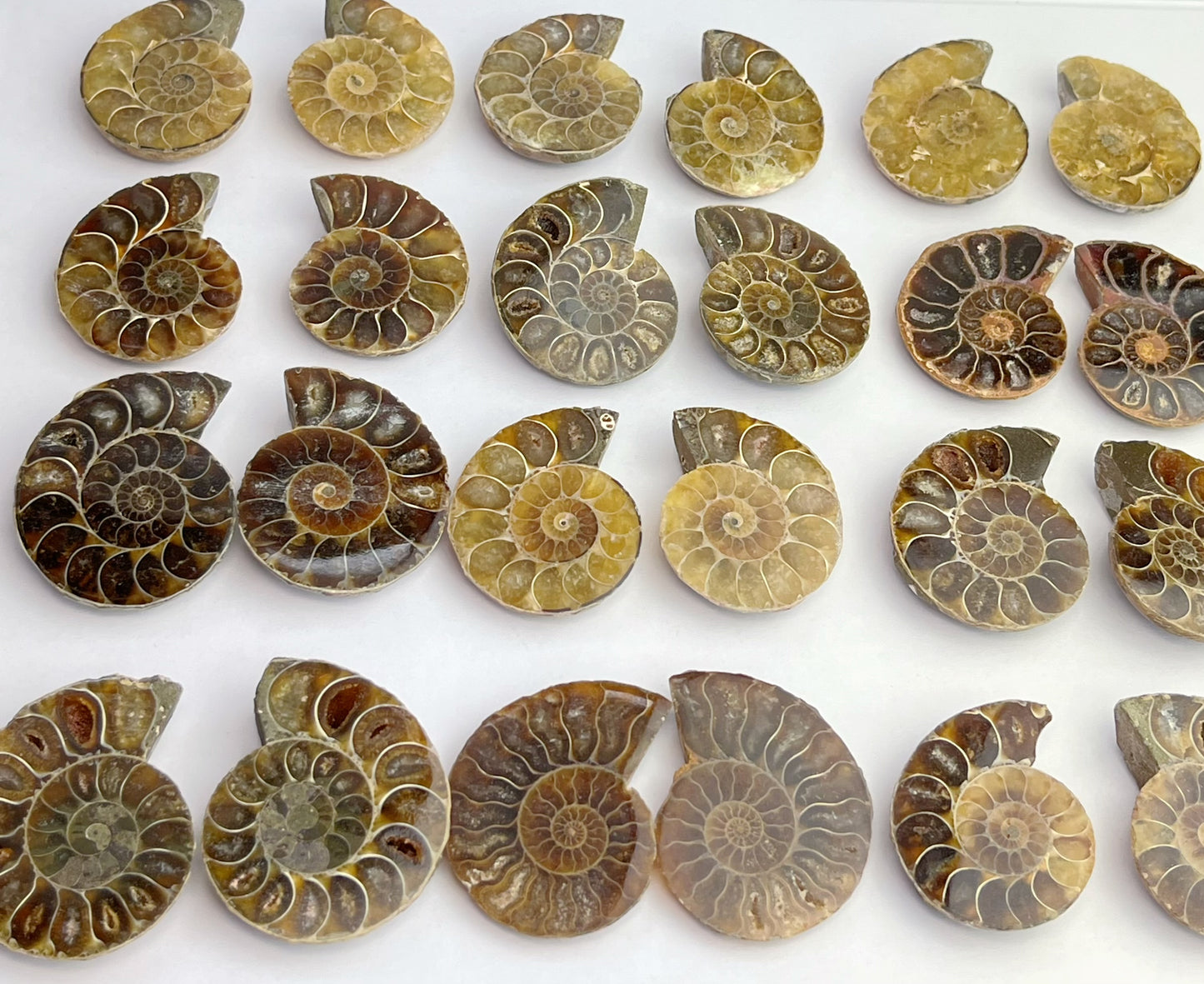 Fossil Ammonitt(1 par)