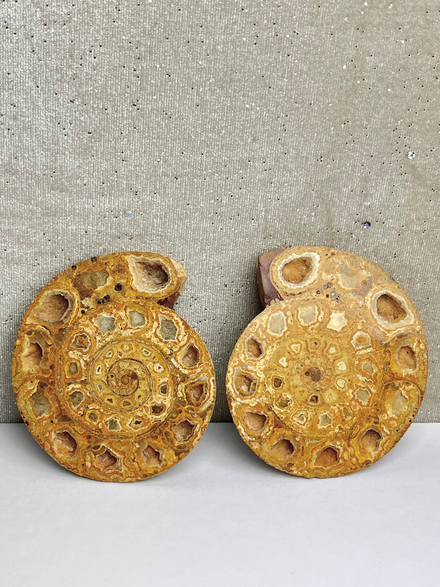 Fossil Ammonitt (1par)