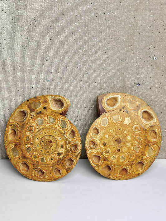 Fossil Ammonitt (1par)