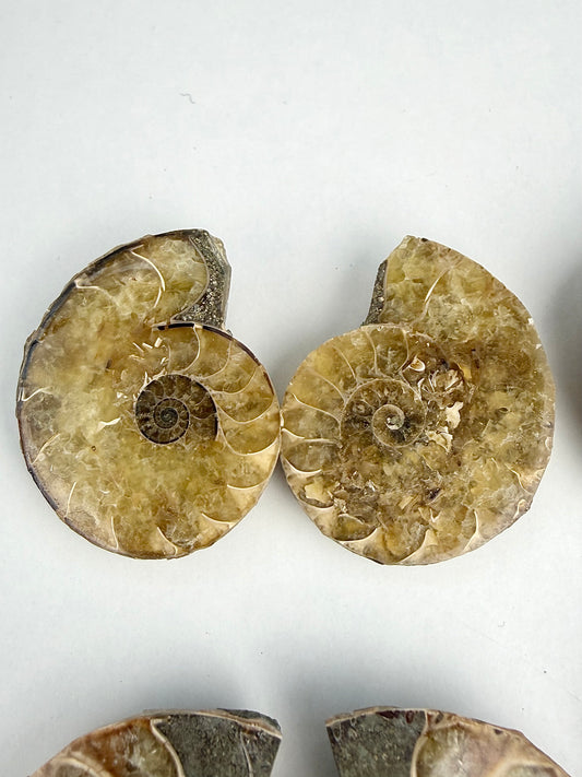Fossil Ammonitt(1 par)