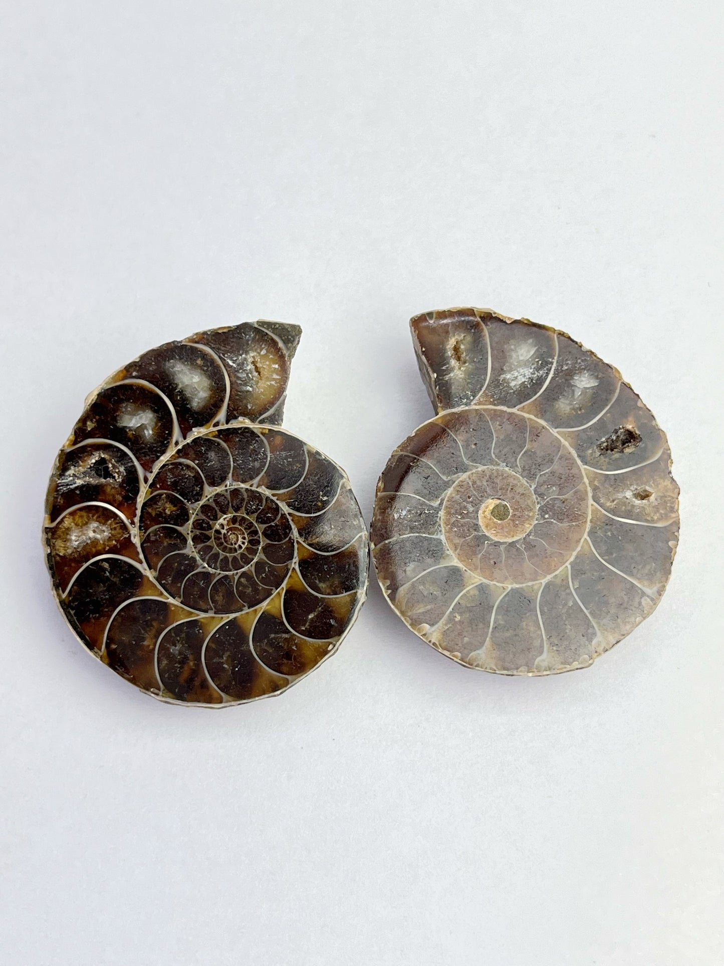 Fossil Ammonitt(1 par)