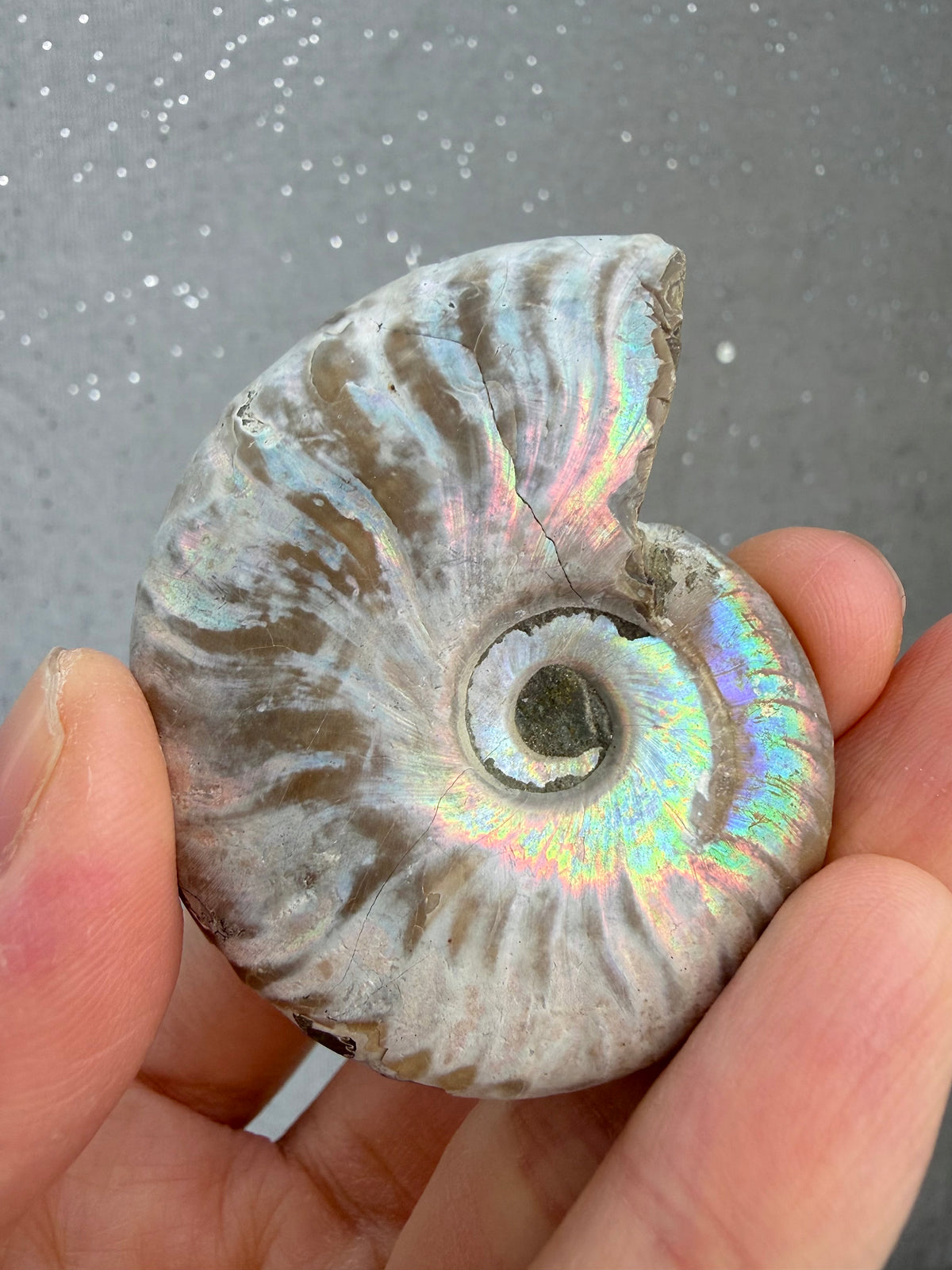 Fossil Ammonitt