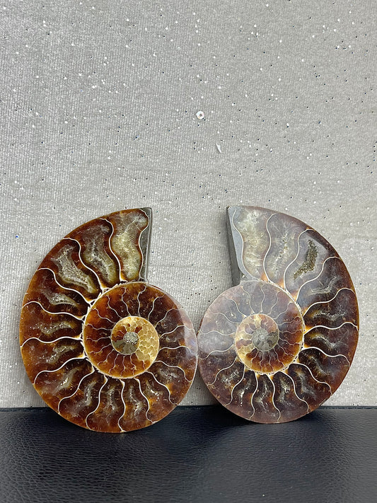 Fossil Ammonitt (1par)