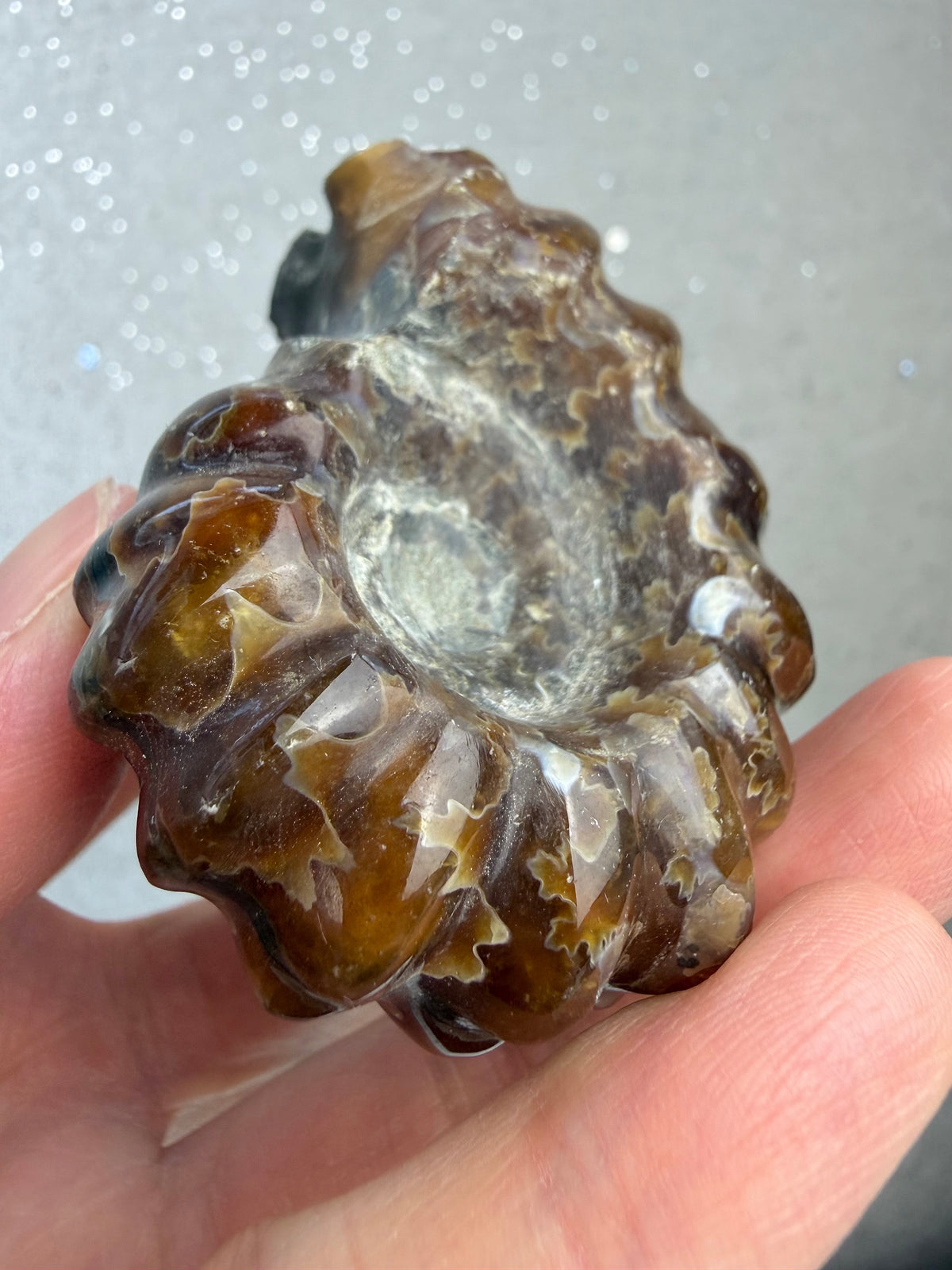 Polert Fossil Ammonitt (Douvilleiceras)