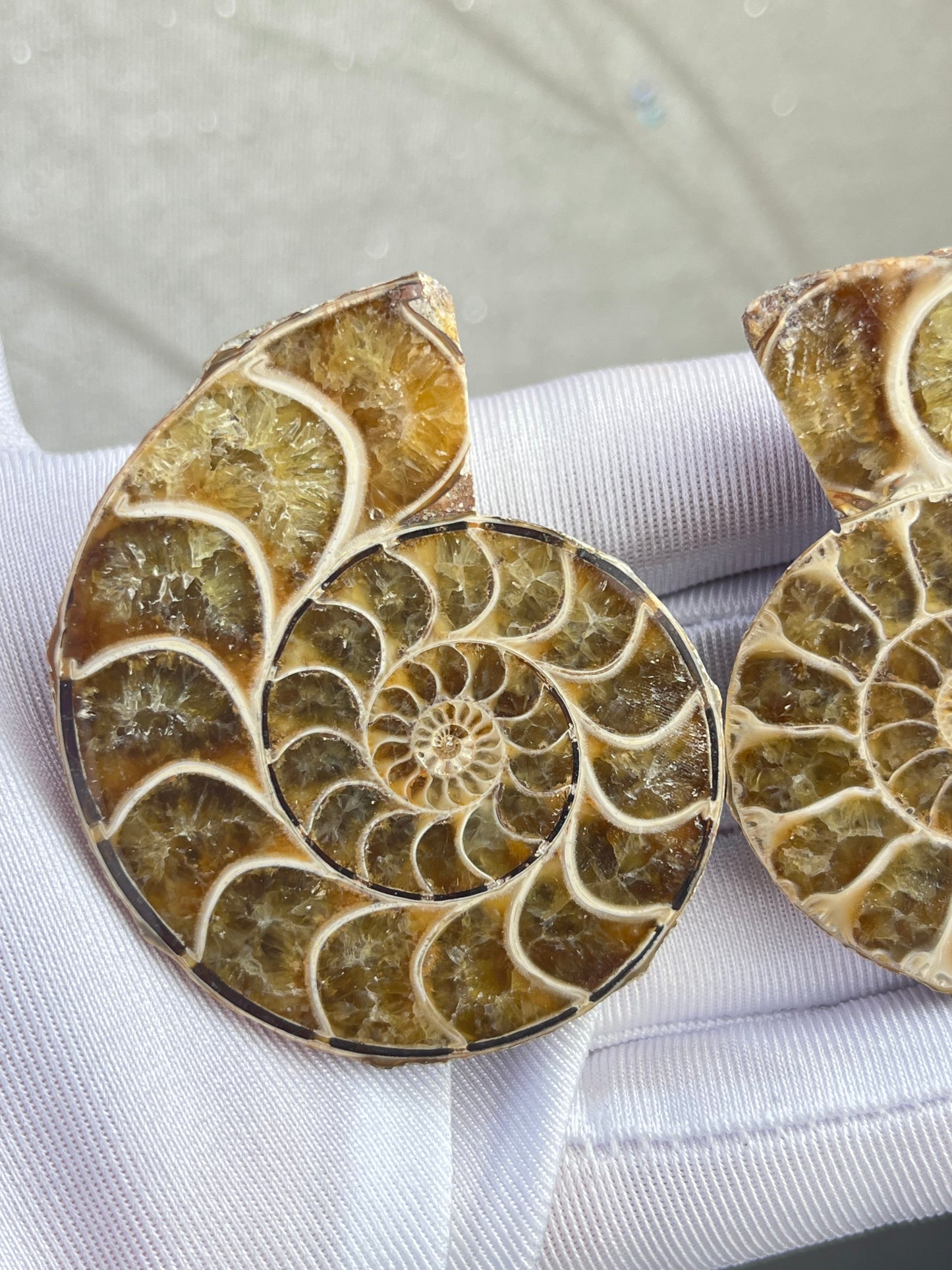 Fossil Ammonitt(1 par)