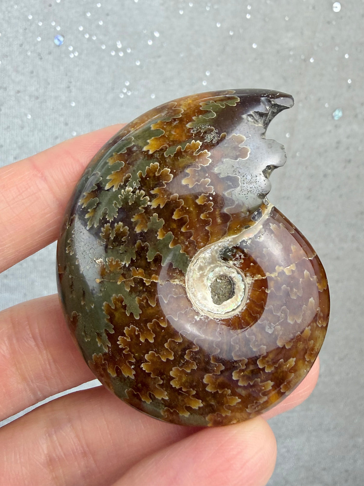 Fossil Ammonitt, God kvalitet