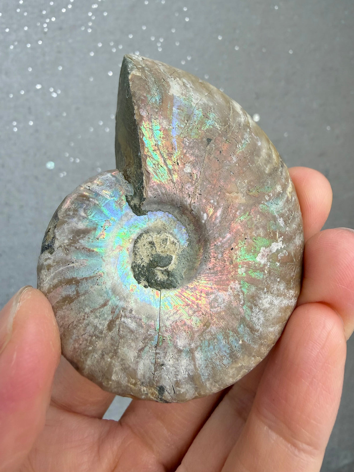 Fossil Ammonitt