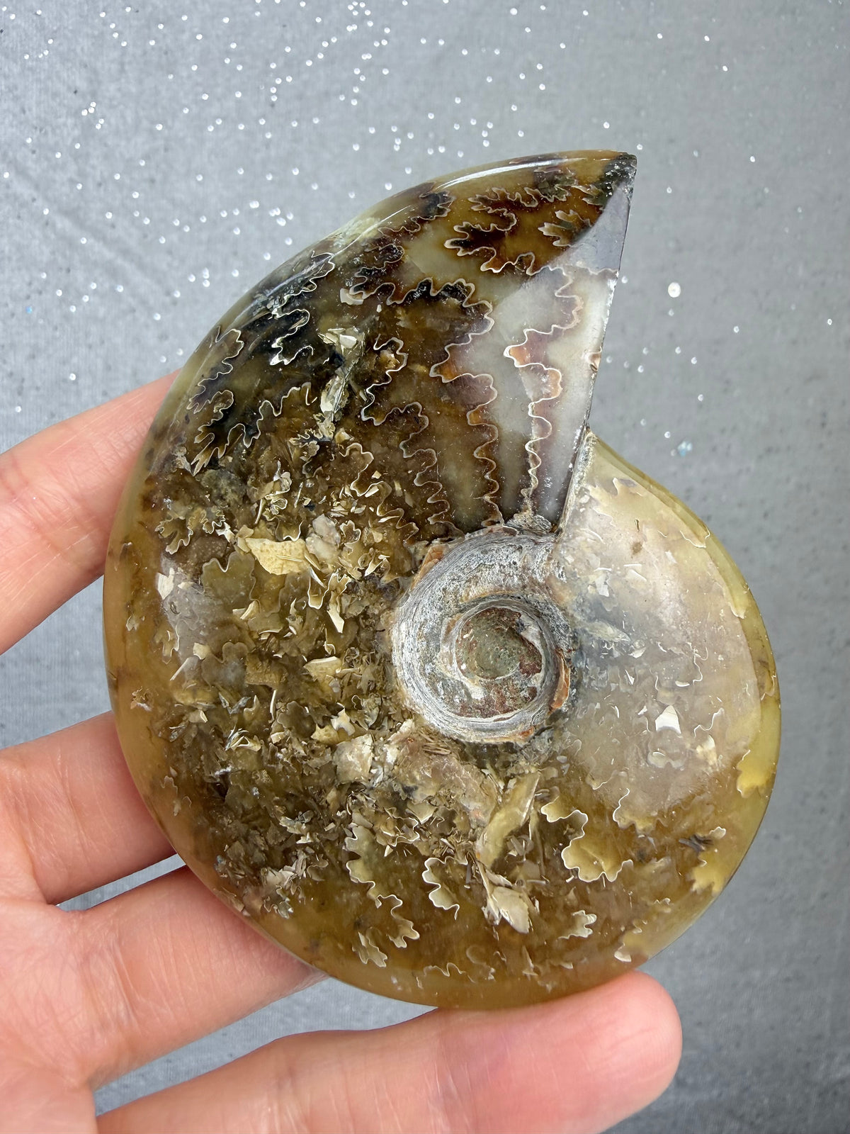 Fossil Ammonitt, God kvalitet