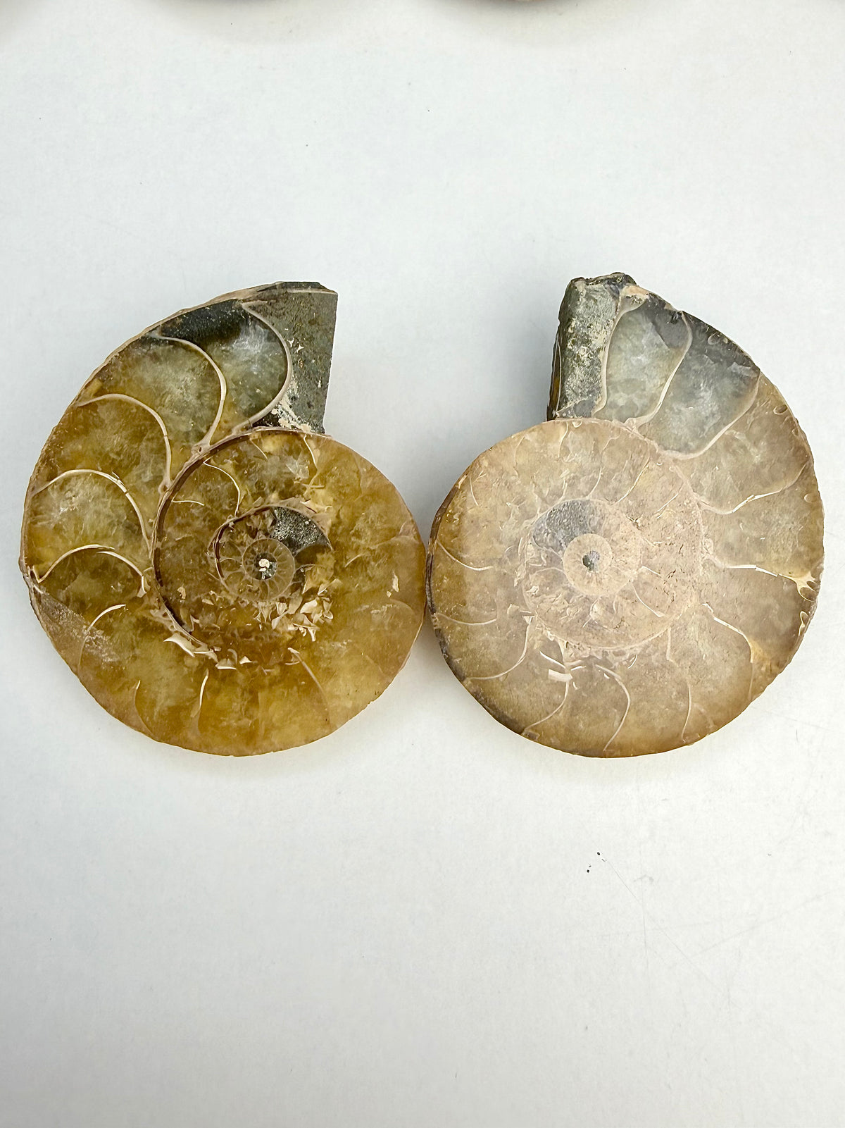 Fossil Ammonitt(1 par)