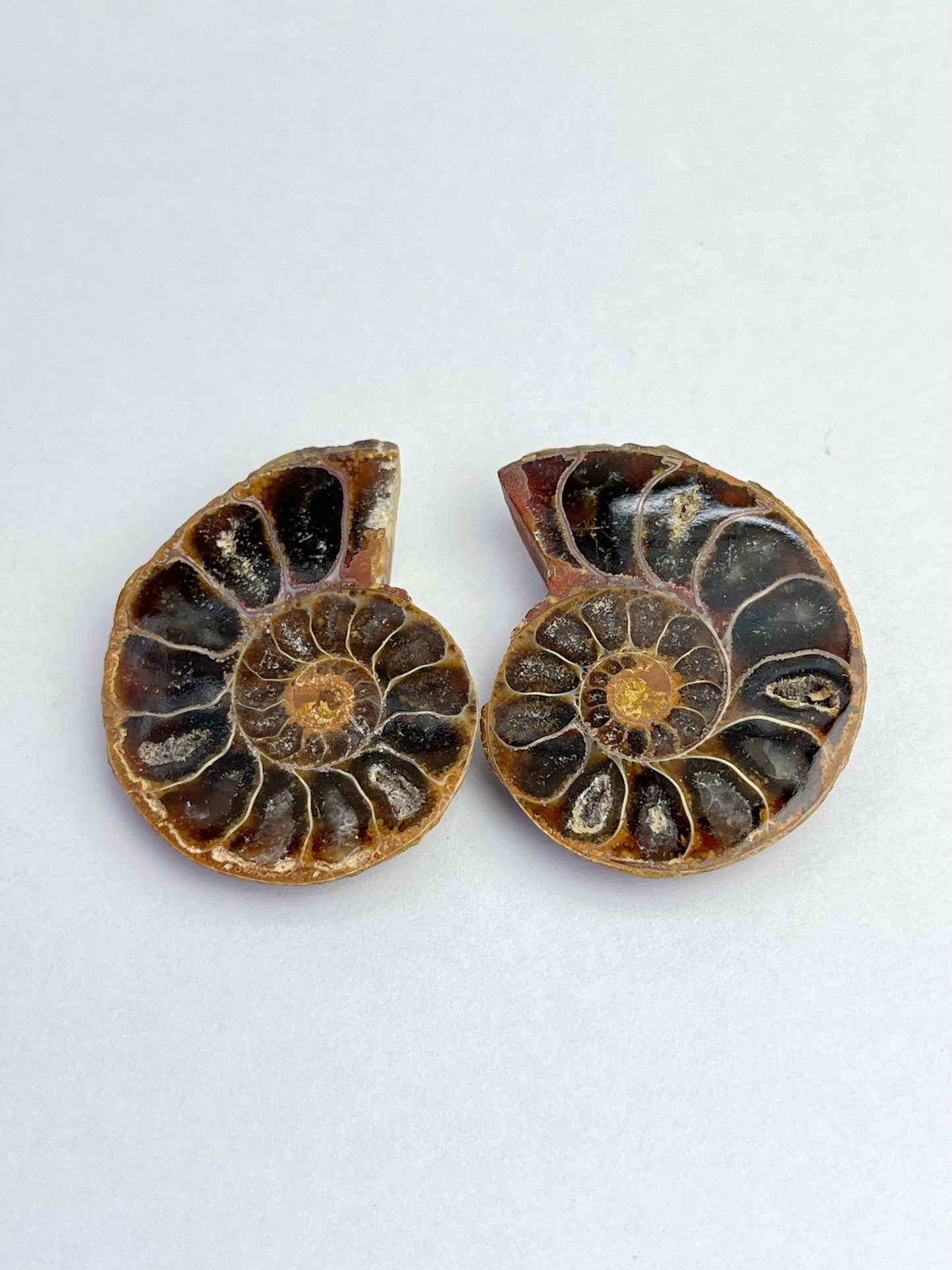 Fossil Ammonitt(1 par)