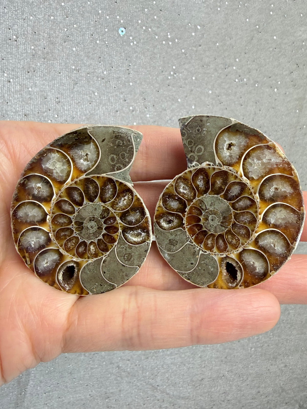 Fossil Ammonitt(1 par)