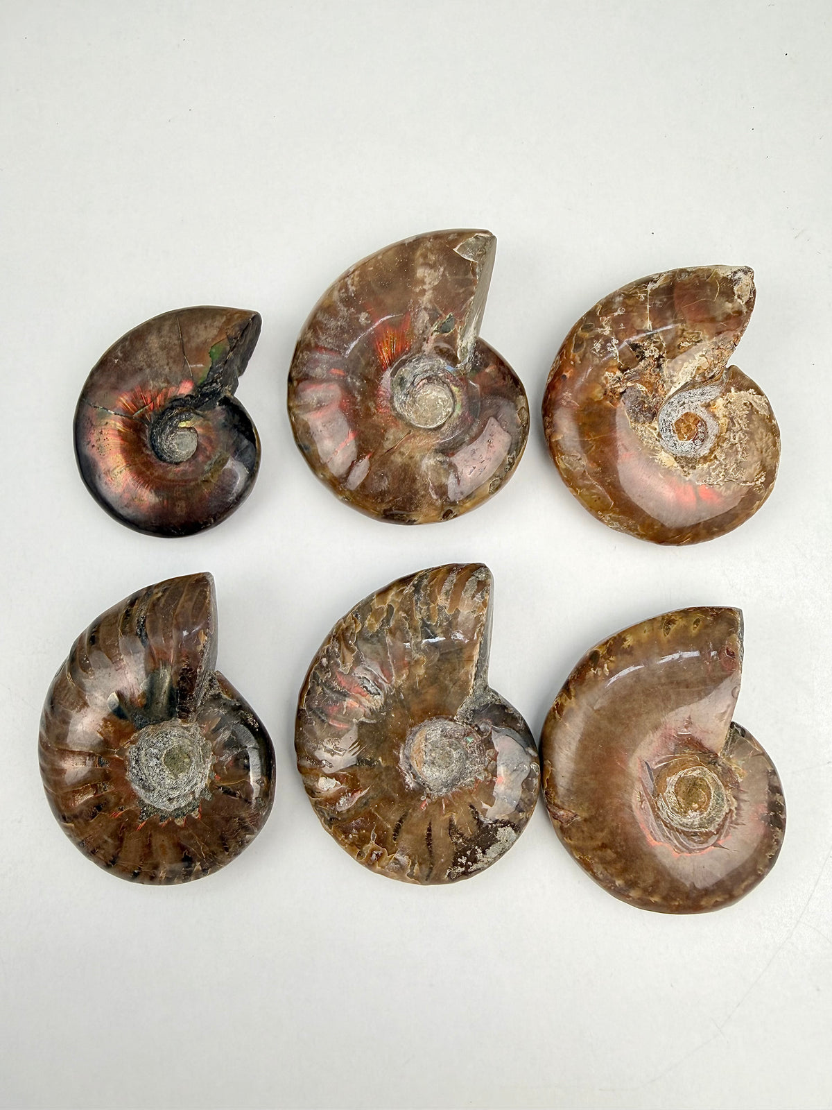 Fossil Ammonitt