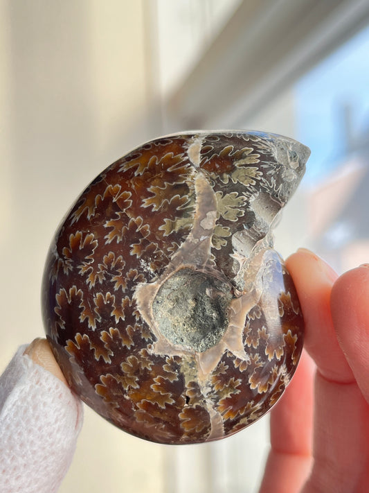 Fossil Ammonitt